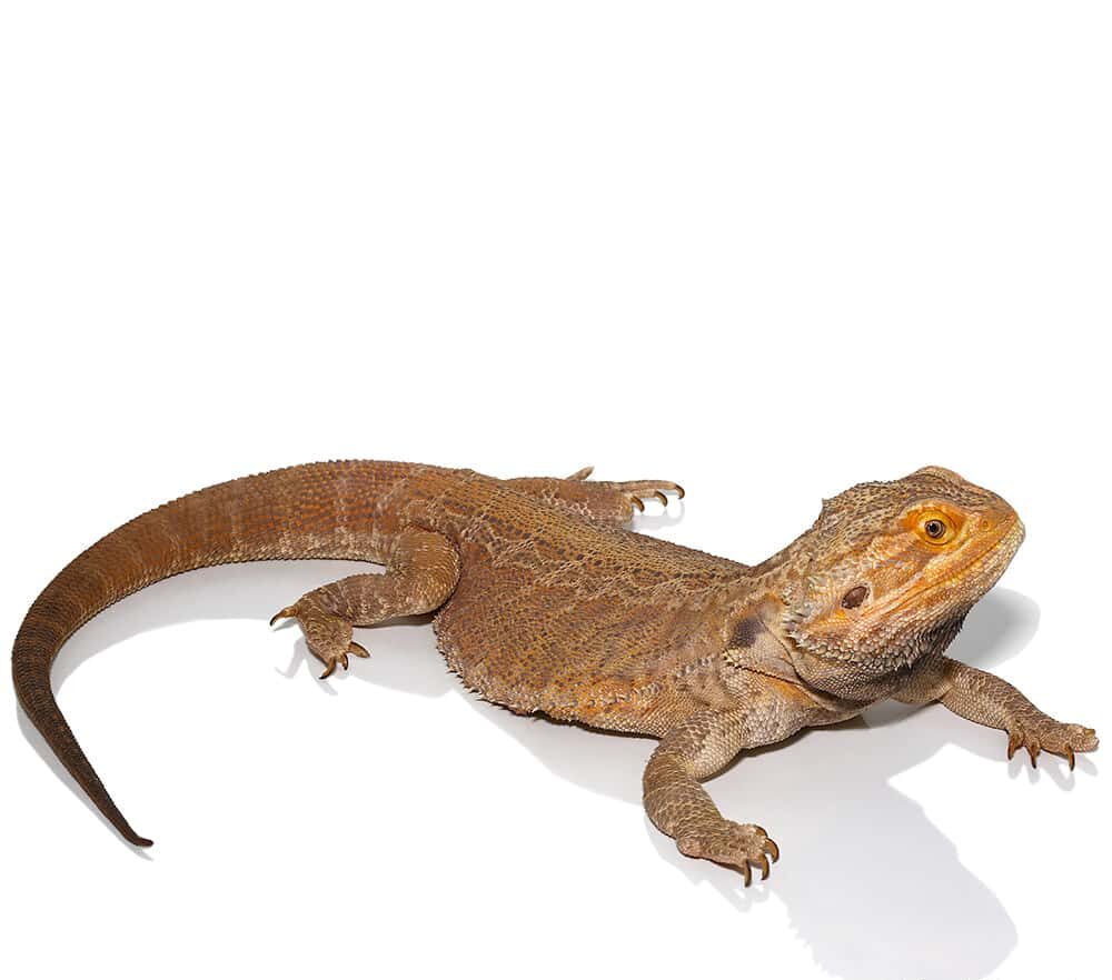 Adult Male Leatherback Red Phase Bearded Dragon For Sale