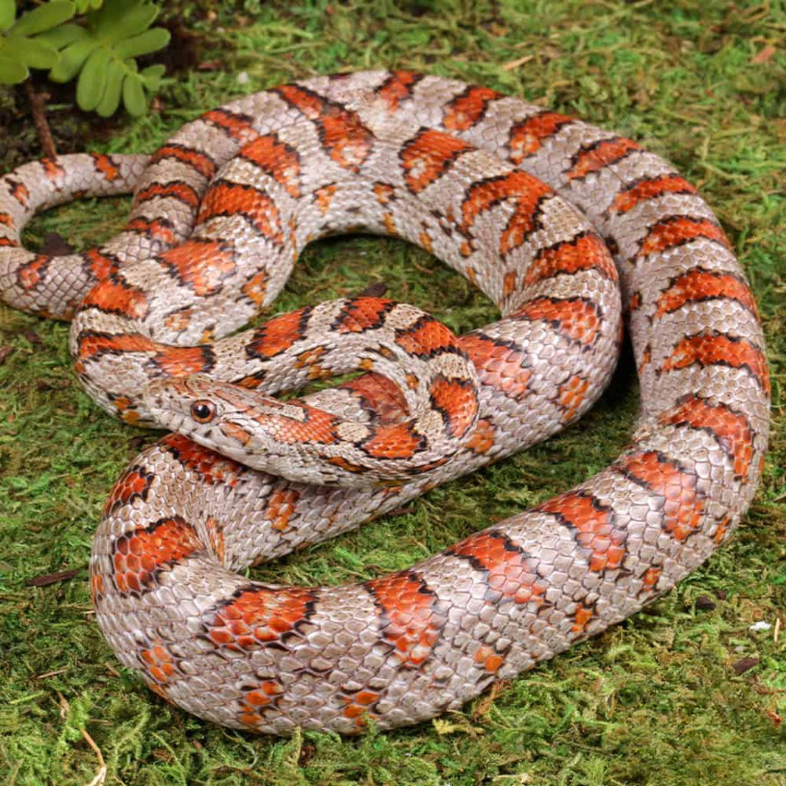 Adult Male Miami Cornsnake For Sale