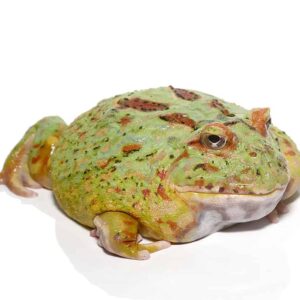 Adult Matcha Pacman Frog For Sale