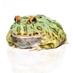 Adult Peppermint Pacman Frog For Sale