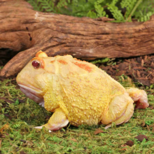 Adult Pikachu Pacman Frog For Sale