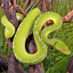 Adult Sorong Green Tree Python For Sale