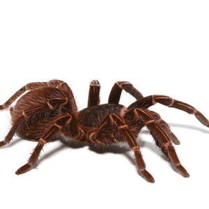Amazon Giant Striped Birdeater Tarantula For Sale