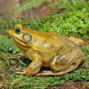 American Bullfrog For Sale