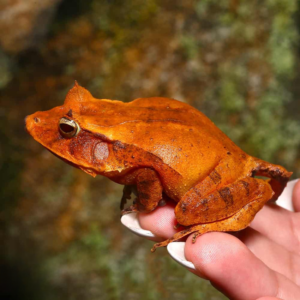 Autumn Solomon Island Eyelash Frog For Sale