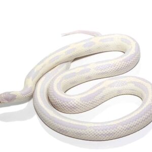 Baby Aberrant Albino California Kingsnake For Sale