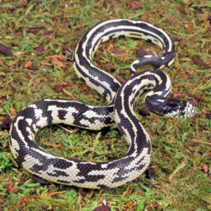 Baby Aberrant Striped California Kingsnake For Sale