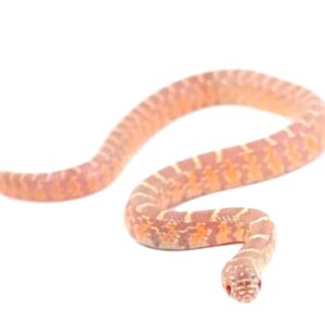 Baby Albino Brooks Kingsnake For Sale