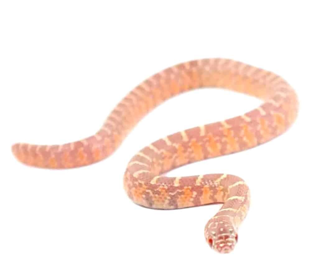 Baby Albino Brooks Kingsnake For Sale
