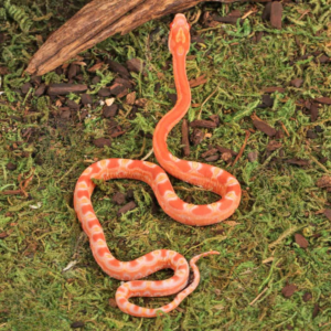 Baby Amel Scaleless Het Snow Cornsnake For Sale