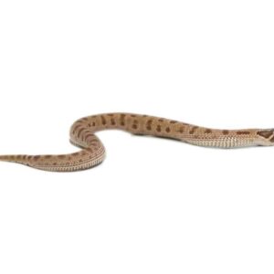 Baby Anaconda Het Albino Western Hognose Snake For Sale