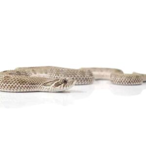 Baby Anaconda Western Hognose Snake For Sale