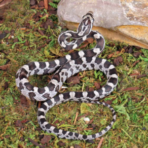 Baby Anery Cornsnake For Sale
