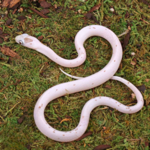 Baby Anery Palmetto Cornsnake For Sale