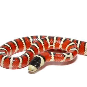 Baby Arizona Mountain Kingsnake For Sale