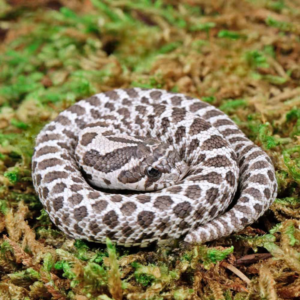 Baby Axanthic Western Hognose Snake For Sale