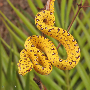 Green Tree Pythons For Sale