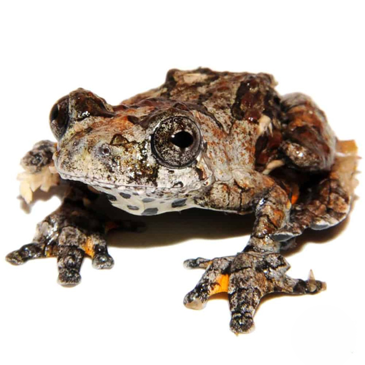 Baby Bird Poop Tree Frog For Sale