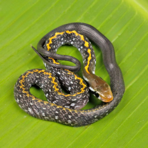 Baby Black Copper Ratsnake For Sale