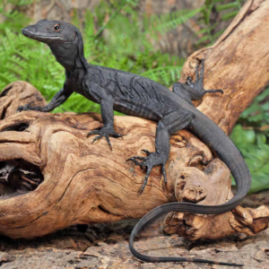 Baby Black Dragon Monitor For Sale