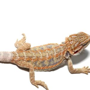 Baby Blue Horizon Hypo Leatherback Bearded Dragon For Sale