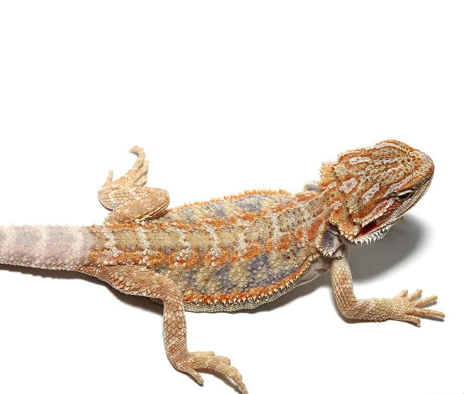 Baby Blue Horizon Hypo Leatherback Bearded Dragon For Sale