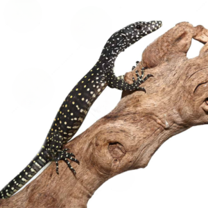 Baby Blue Tail Monitor For Sale