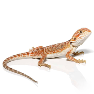 Baby Brown Sugar Cinnamon Bearded Dragon For Sale