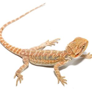 Baby Butterscotch Bearded Dragon For Sale