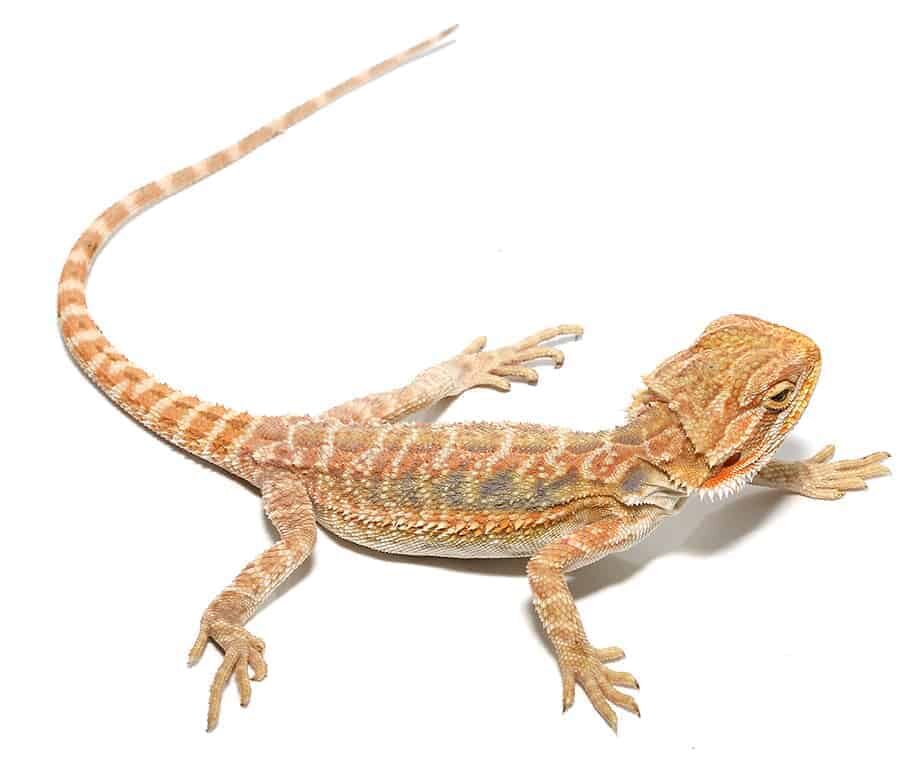 Baby Butterscotch Bearded Dragon For Sale