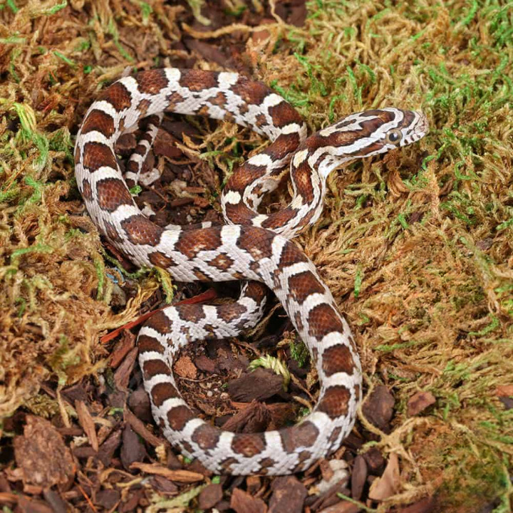 Baby Caramel Het Scaleless Cornsnake For Sale