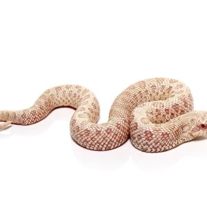Baby Caramel Snow Western Hognose Snake For Sale