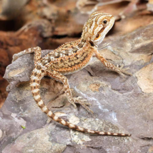Baby Citrus Dunner Bearded Dragon For Sale