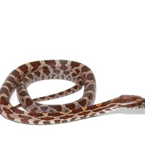Baby Classic Cornsnake Het Scaleless Anery For Sale