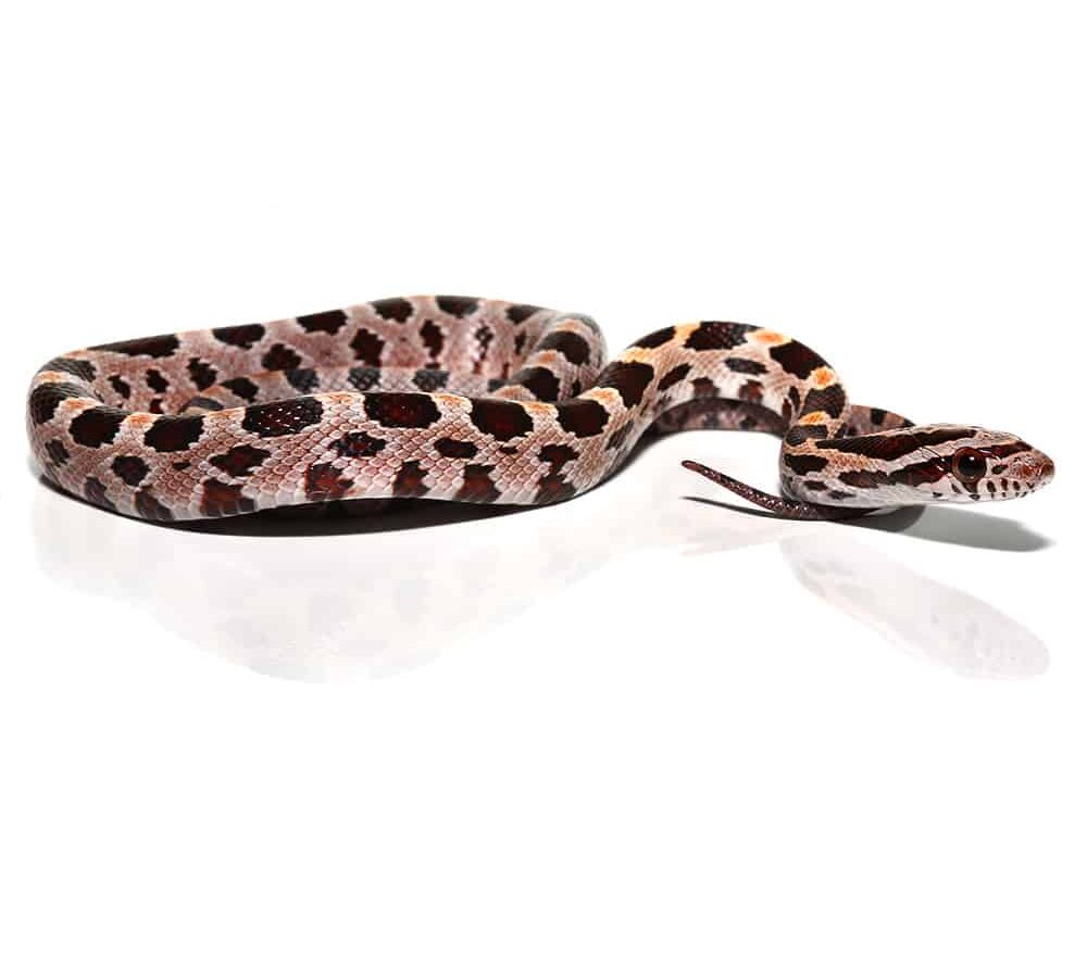 Baby Collier County Cornsnake For Sale