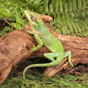 Baby Cuban Knight Anole For Sale