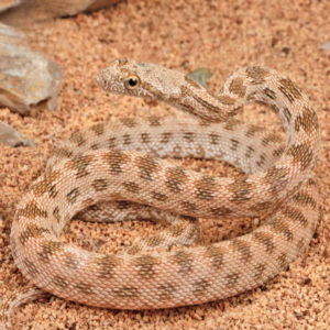 Baby Egyptian Diadem Ratsnake For Sale