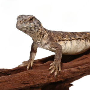 Baby Egyptian Uromastyx For Sale