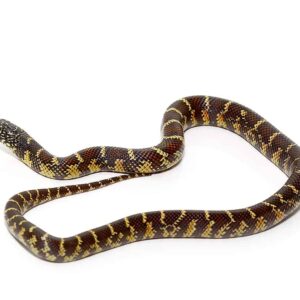 Baby Florida Kingsnake Hendry County For Sale