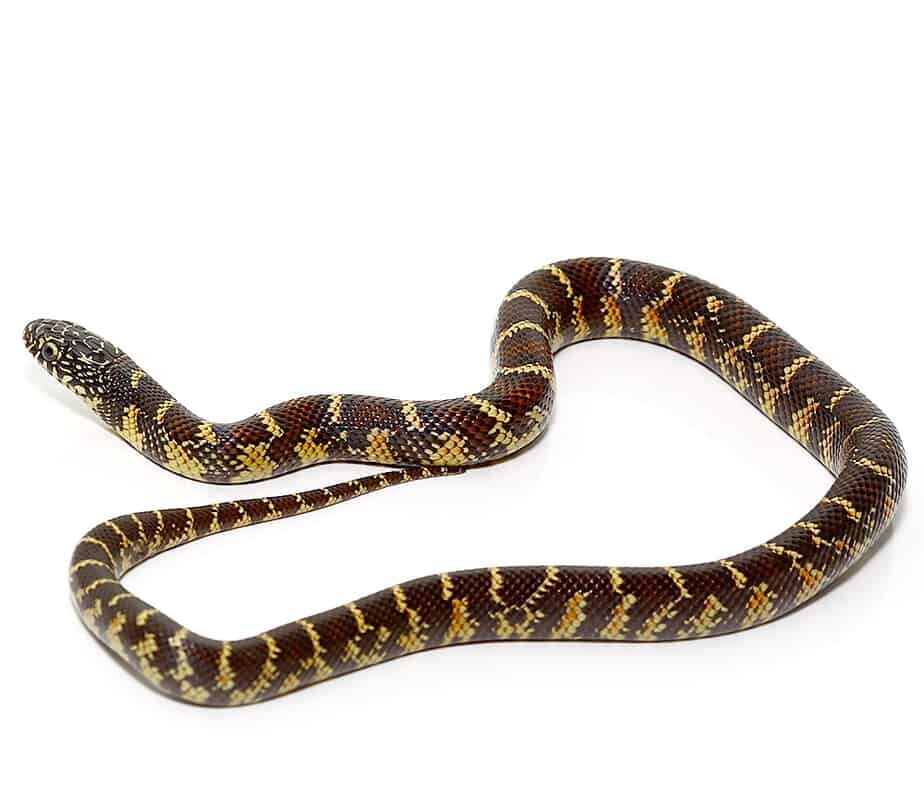 Baby Florida Kingsnake Hendry County For Sale