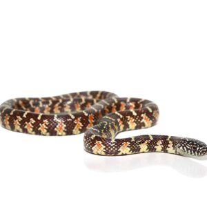 Baby Florida Kingsnake Poss Peanut Butter For Sale