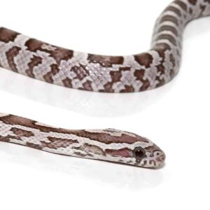 Baby Ghost Cornsnake For Sale