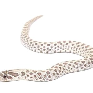 Baby Ghost Western Hognose Snake For Sale