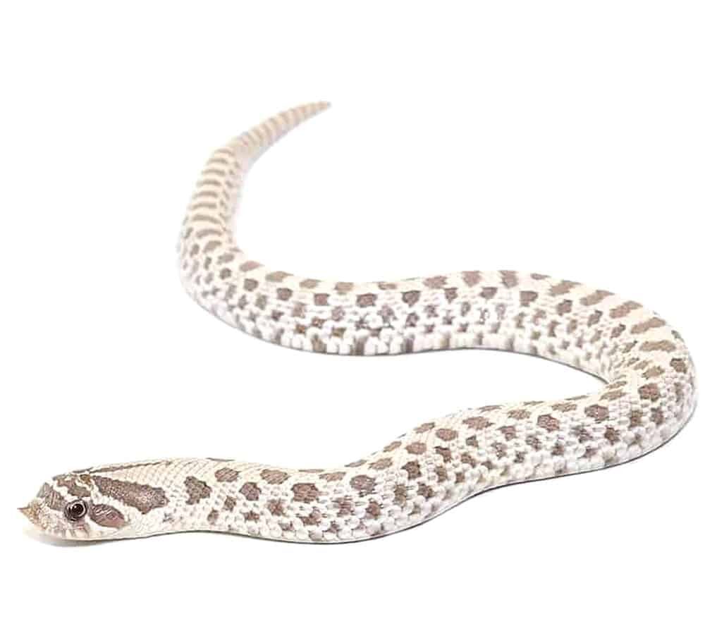 Baby Ghost Western Hognose Snake For Sale