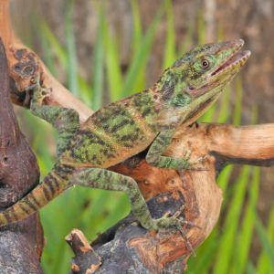 Baby Giant Western Anole For Sale