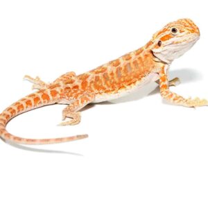 Baby Golden Graham Bearded Dragon For Sale