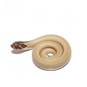 Baby Green Super Anaconda Western Hognose Snake For Sale