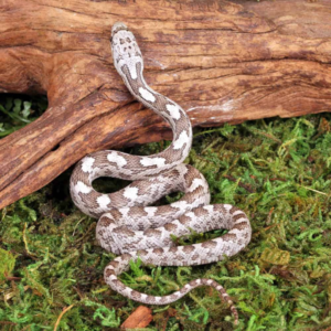 Baby Grey Ratsnake For Sale