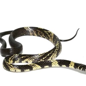 Baby Guyana Tiger Ratsnake For Sale