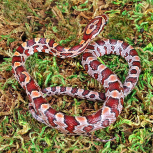 Baby Hendry County Cornsnake For Sale